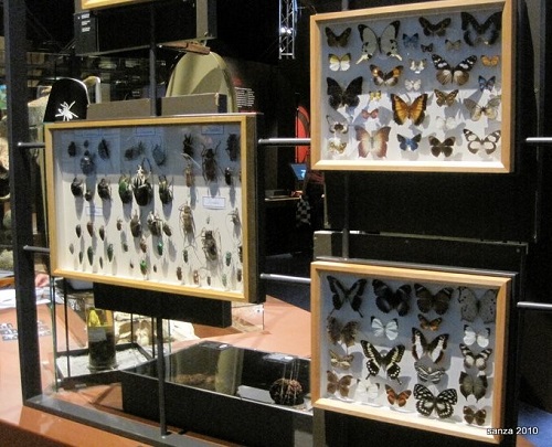 Une ancienne exposition de papillons et d’insectes du musée de Tervuren avant sa rénovation