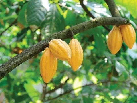 Un arbre portant des cacaos