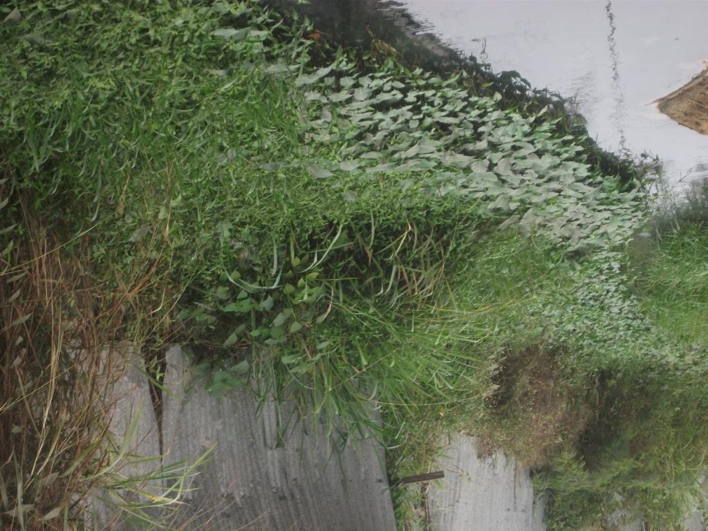 vue d’une rivière non curée à Pointe-Noire