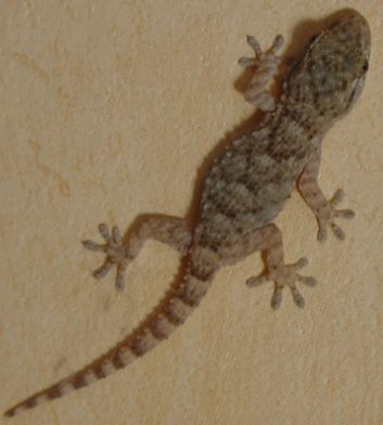  Environnement : le gecko, un allié inoffensif dans les foyers ?