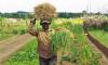 Agriculture : faire de Pointe-Noire un pôle de production des fertilisants